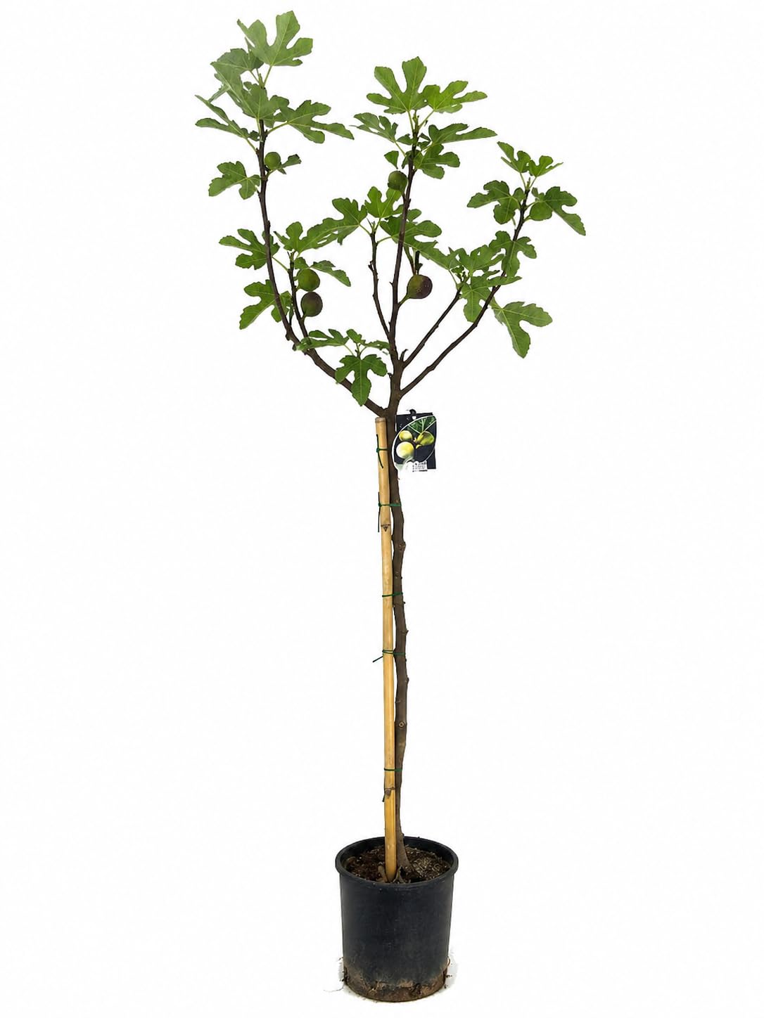 Garden Center Shop | Pack Árboles Frutales Higuera y Melocotonero | Plantas Naturales para Jardín y Huerto | Producción de Fruta | Ideal Exterior (Higuera y Melocotonero)