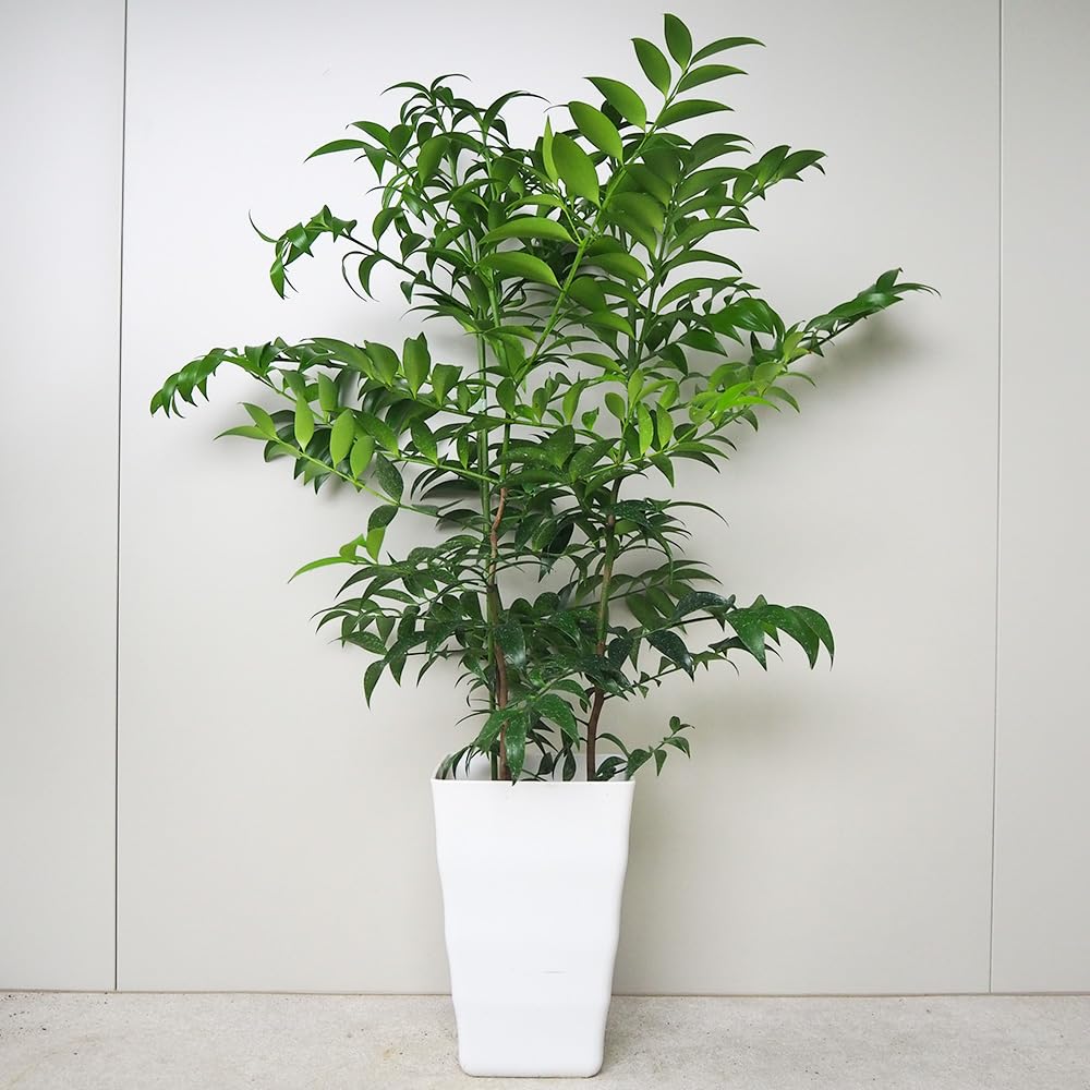 引き取り限定‼️柳　やなぎ　ヤナギの樹木 引き取り限定‼️柳 やなぎ ヤナギの樹木 backend=imagemagick;version=1;