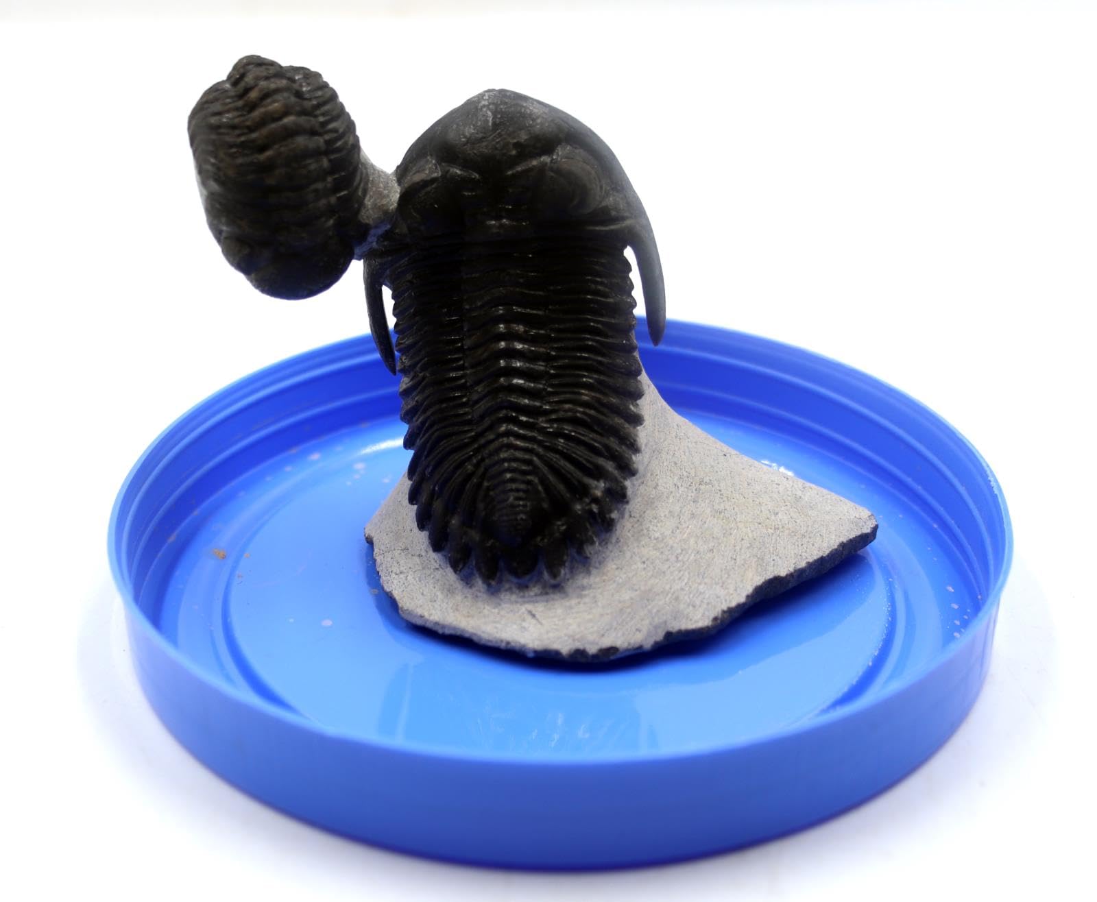 Hollardops & Phacops Trilobite Fossils Morocco #18325