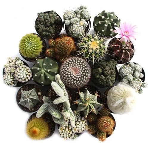 Mini Cactus Naturales | DECOALIVE | Pack 10 Plantas | Plantas Crasas para el Hogar