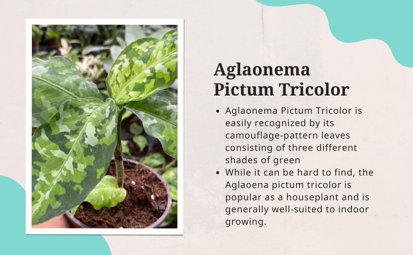 buy trailing philodendron Heartleaf Philodendron Hanging Basket