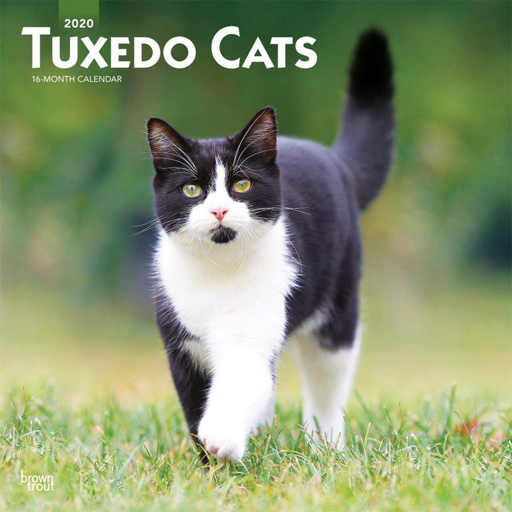 Tuxedo Cats 2020 12 x 12 Inch Monthly Square Wall Calendar, Animals Cats