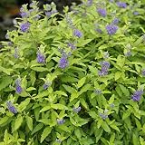 Sunshine Blue® II Bluebeard - Caryopteris incana - Proven Winners - 4' Pot