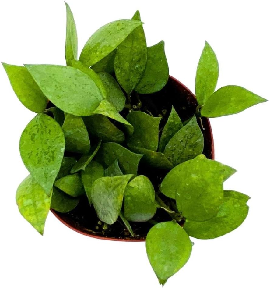 BubbleBlooms Hoya Krohniana Eskimo Super Silver, 4 inch Rare Exotic Indoor House Wax Plant
