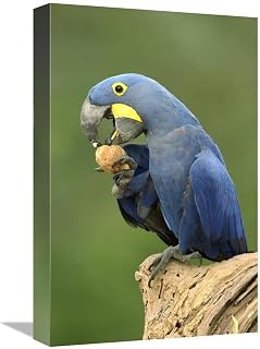 12 x 18 in. Hyacinth Macaw in Cerrado Habitat Eating Piassava Palm Nuts, Brazil Art Print - Pete Oxford