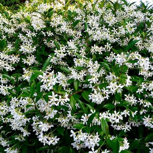 150+ Climbing Jasmine Flower Seeds for Planting Fragrant Plant Seeds Non-GMO Garden Home Jasmine Climbing Flower