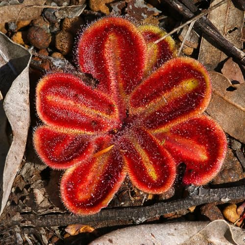 Semillas de drosera, semillas de carnívoro, interior purificadoras aire interior exóticas decoración sala estar productos sostenibles balcón jardineros 450pcs