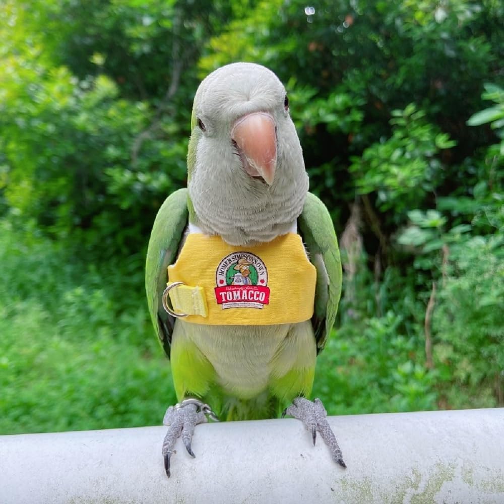 PARREN Bird Flight Harness Vest, Parrot Flight Suit with Leash for Parakeets, Bird Flying Clothes with Rope and Handle for Outdoor Activities Training, Anti Bite (5XL), Yellow