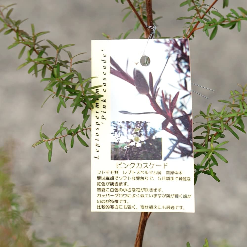 Amazon.co.jp: 【ピンクカスケード】 レプトスペルマム 5号