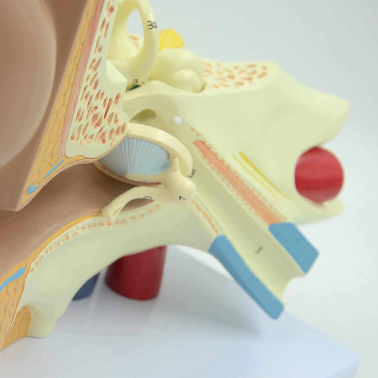 Modello Anatomico, Modello Anatomico, 3 Volte La Dimensione della Vita Modello Anatomico Dell'orecchio Scheletro Anatomico Organo Umano Materiale Didattico Strumento Professionale