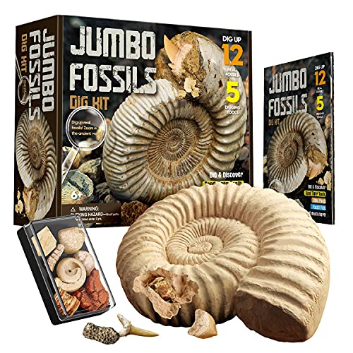 Fossilien Ausgraben Kinder Die 15 besten Produkte im Vergleich kita