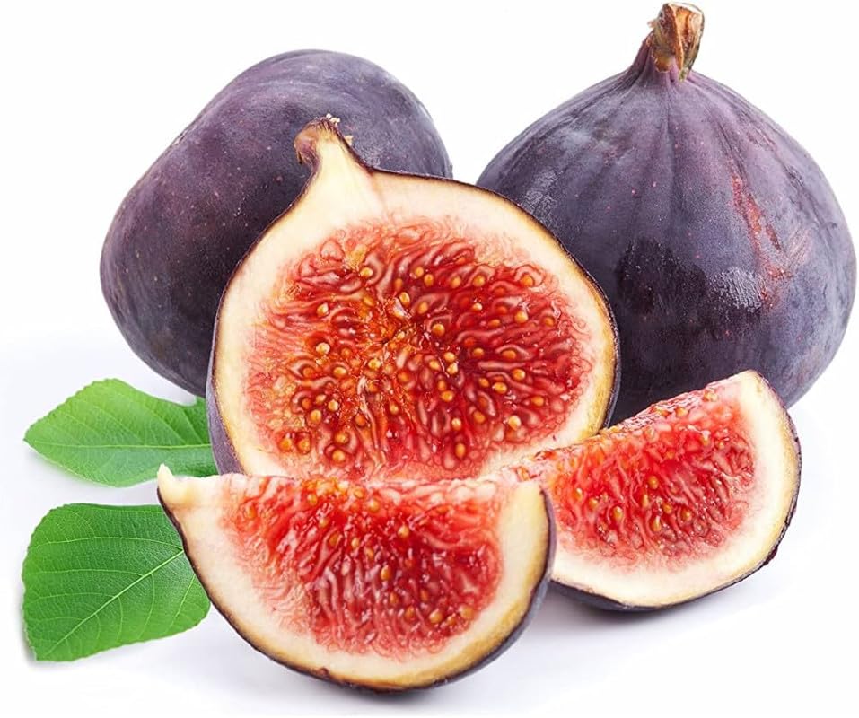 New Live Anjeer Turkey Brown Fig Plant Dwarf Fig Fruit Plant Rare Ficus Carica 1 Healthy Layering Plant (B0D2LGF48J) Amazon Price History, Amazon Price Tracker