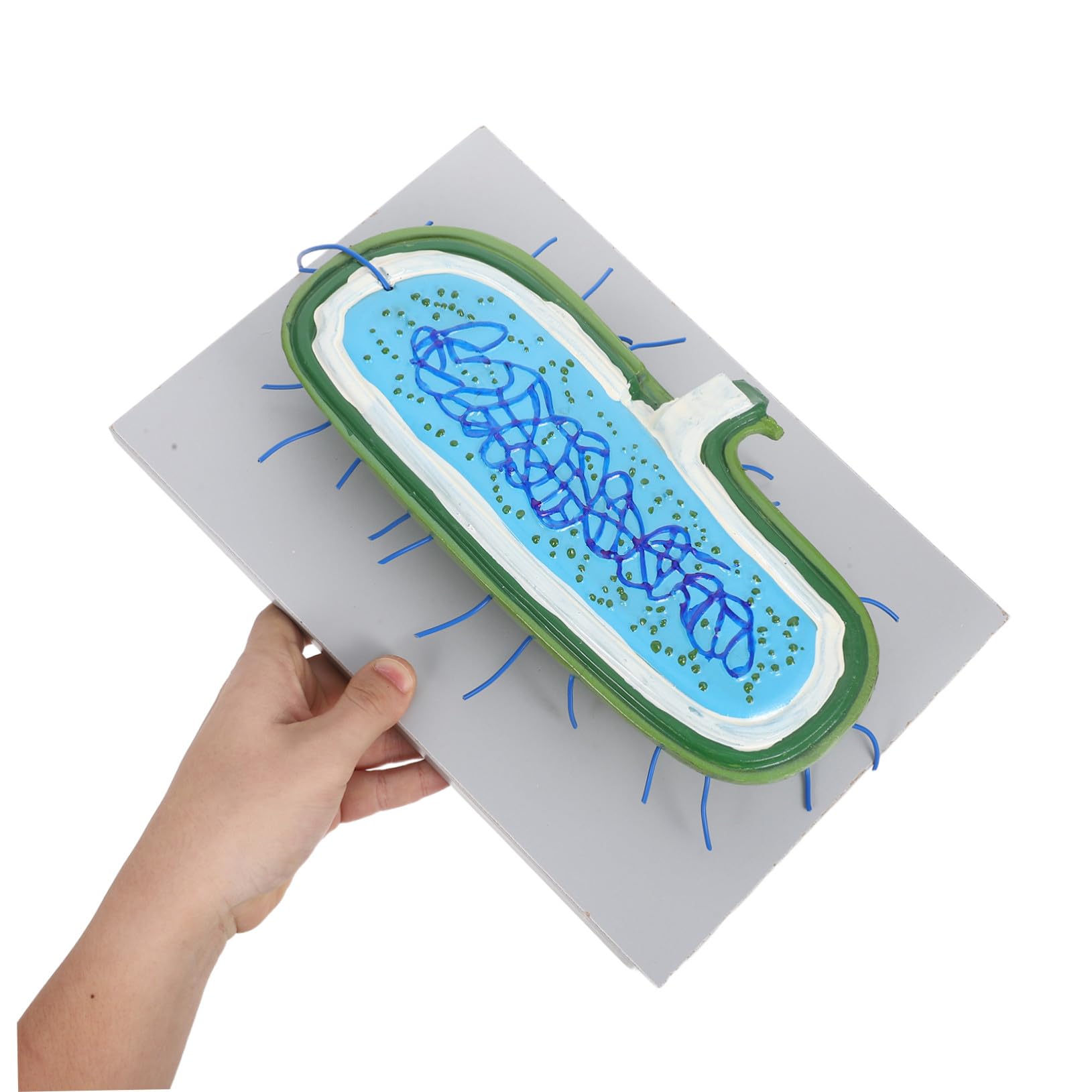 Cabilock Modello Interattivo per Lezioni Biologia Kit DIY per Costruire Struttura con Organelli Gioco Educativo per Studenti e Uso in Aula