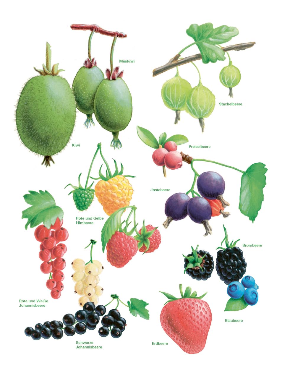 Das große Gemüse- und Obstgartenbuch: Planen, anbauen, pflegen und erfolgreich ernten für Selbstversorger