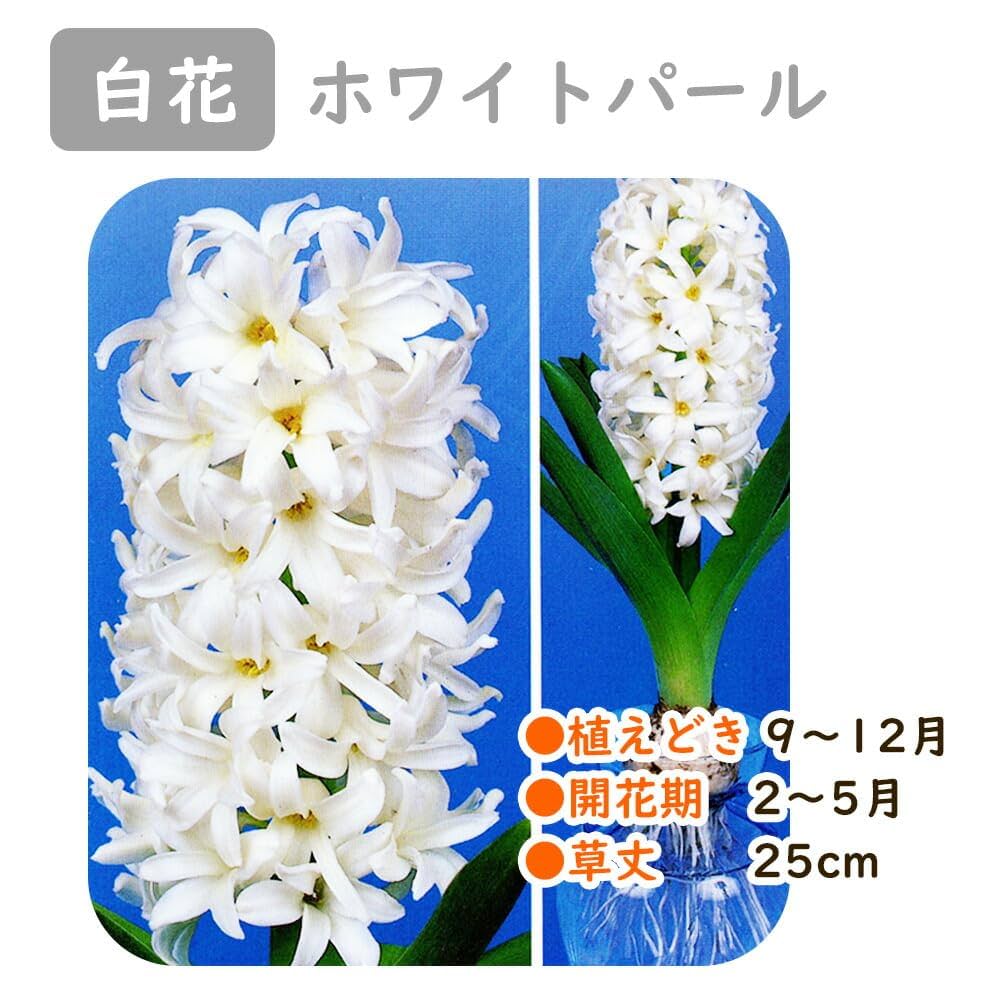 ヒヤシンス様 61-abdNAdpL._UF350,350_QL50_.jpg