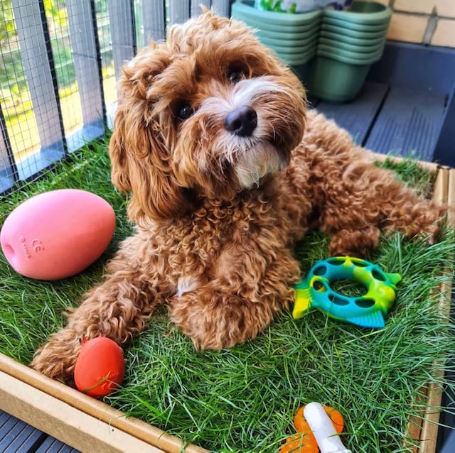 Oui Oui Patch Real Grass Dog Toilet for Puppies | Toilet Train Your Puppy in Just 7 Days | Eco-Friendly, Mess-Free & Convenient | A Natural Alternative to Puppy Pads for Faster, Easier Potty Training