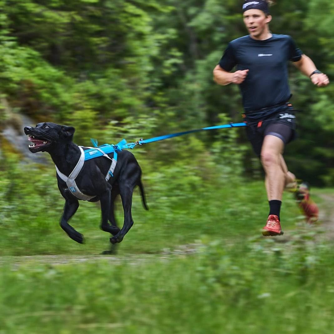Non-stop dogwear Bungee Leash LTD | Leine für bikejøring, Scootering und skijøring | 1644 | 2,8m | Farbe:blau