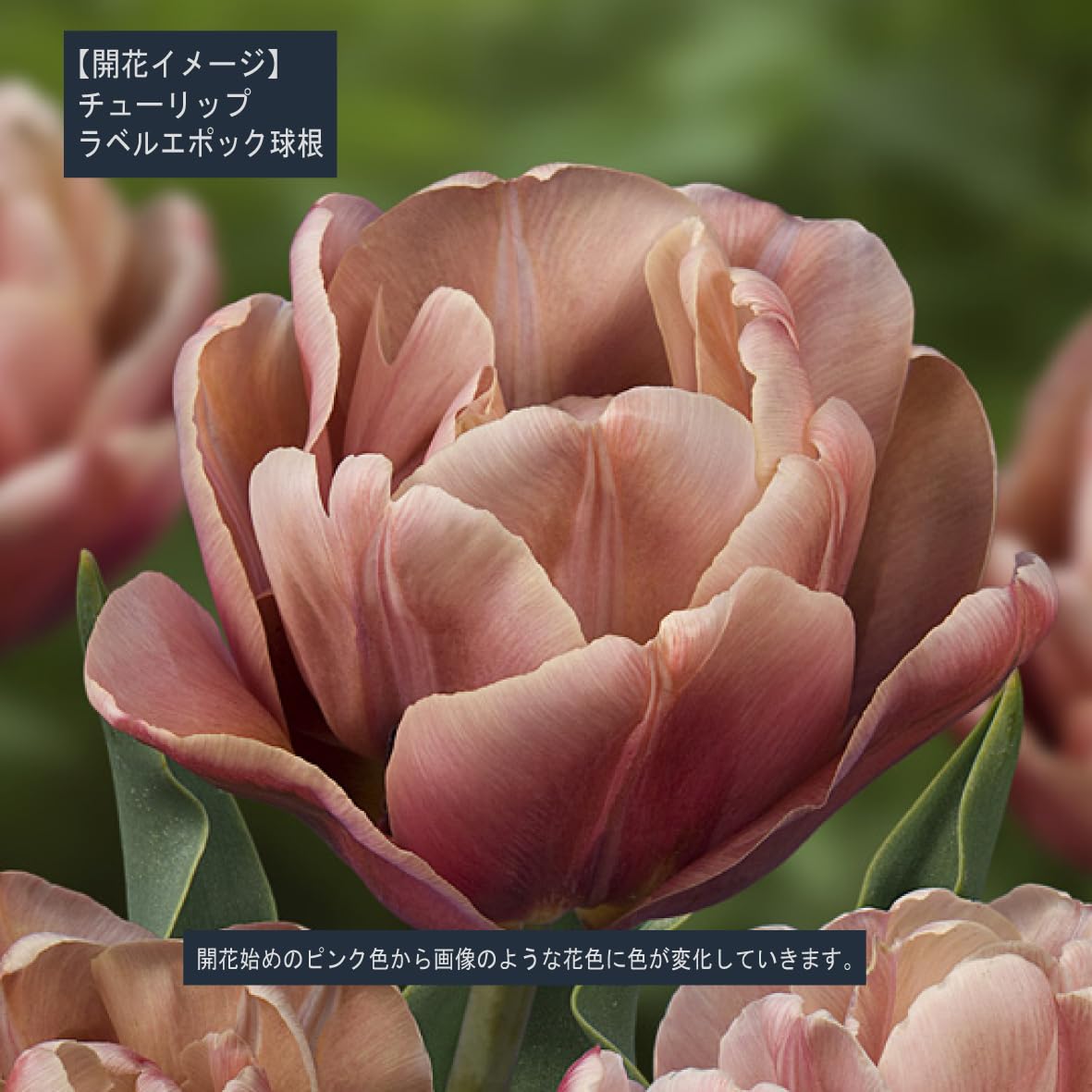 Amazon.co.jp: チューリップ球根『ラベルエポック』9球 : DIY・工具