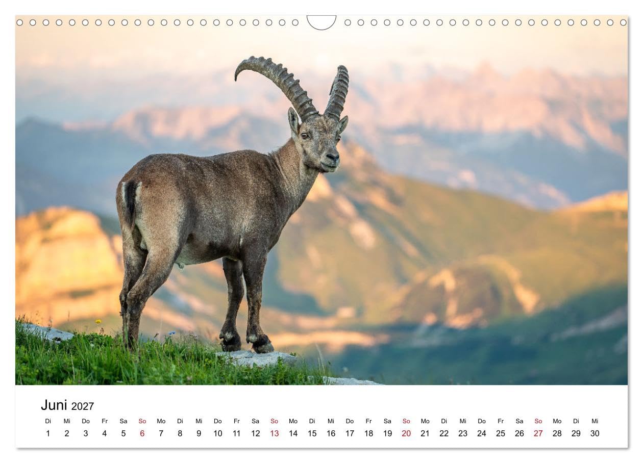 Steinböcke - Eindrückliche Könige der Alpen (Wandkalender 2027 DIN A3 quer), CALVENDO Monatskalender: Stolze Steinböcke in den Schweizer Alpen (CALVENDO Tiere)