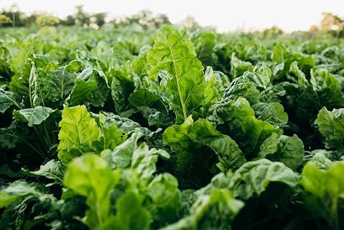 Miniatura 2 de Semillas de remolacha azucarera a granel para parcela de comida de ciervos de cola blanca, remolacha azucarera diseñada para producir toneladas de