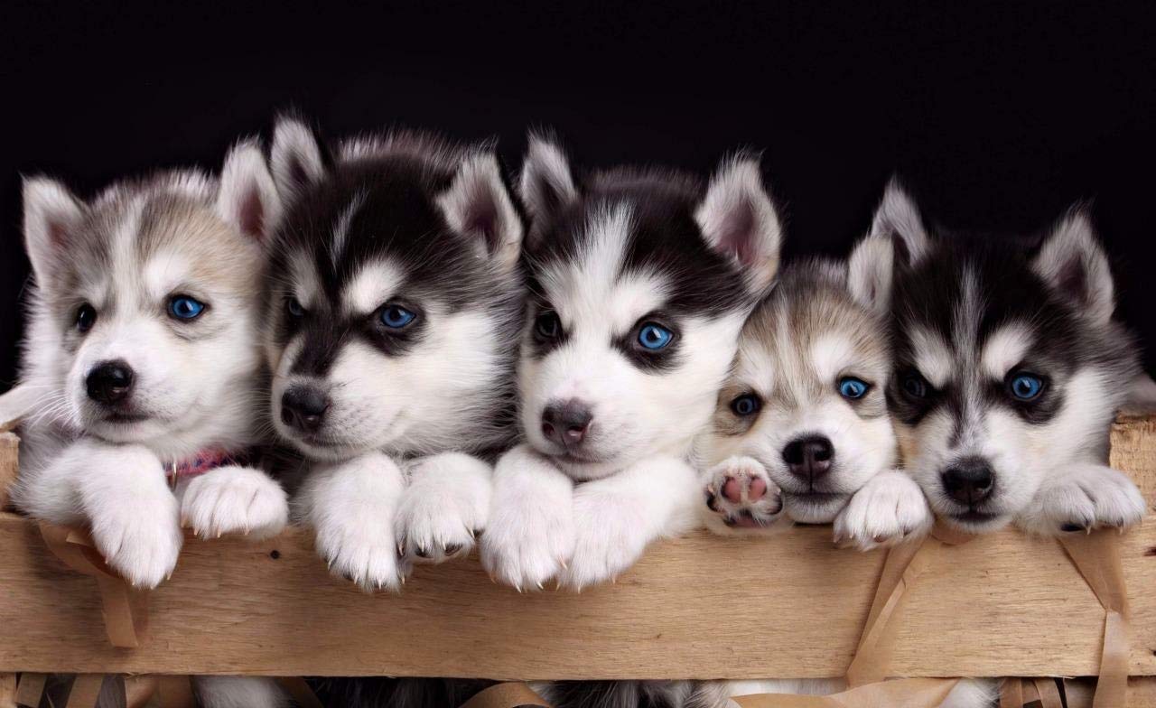 Tnnd Earthy Tones Cute Siberian Husky Puppies Glossy Poster Picture Photo Wolf Pup Puppy Dogs Home Decor Art Wall Decor Metal Sign Poster 8X12 Inches