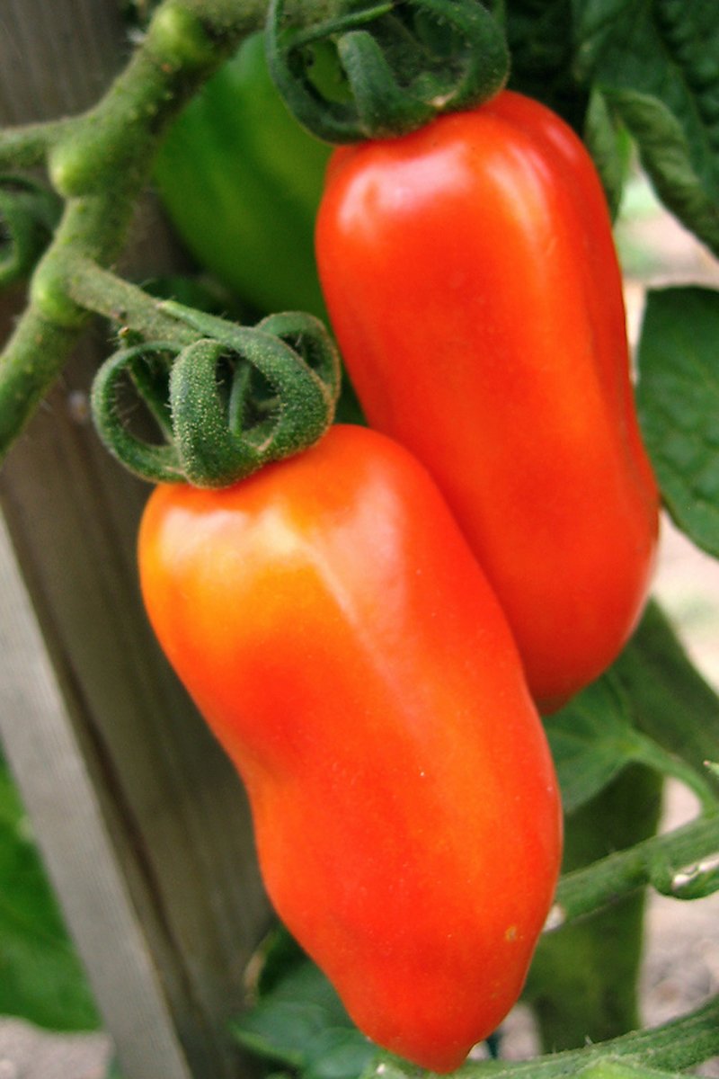 Indica Heirloom Tomato SAN MARZANO 50 Seeds (Organic, Imported-UNTRETATED Seeds) (B01BQMYKGA) Amazon Price History, Amazon Price Tracker