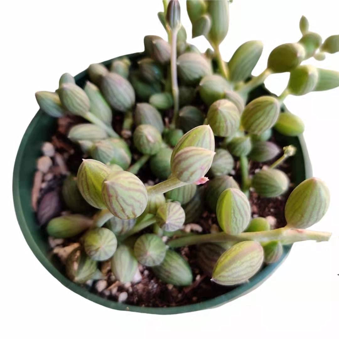 String of Watermelons