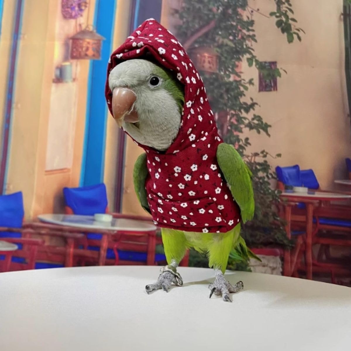 Bluey Hat Funny Bird Hats For Small Parrots Costume Top Hats For