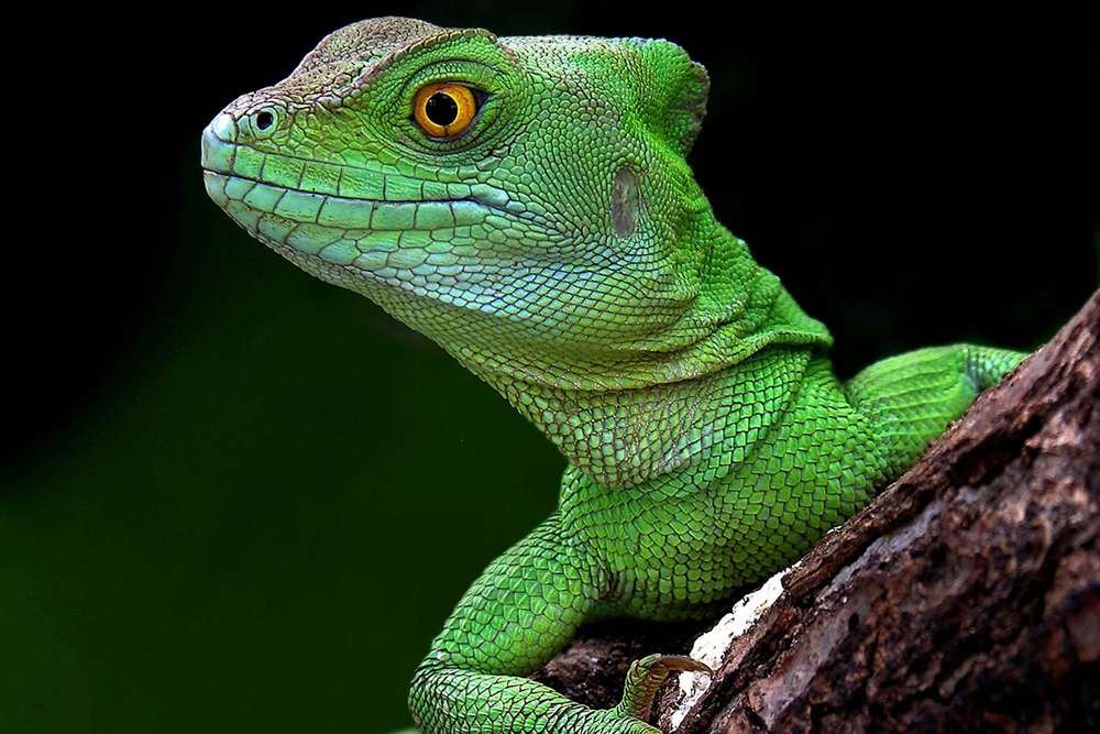 Amazon.co.jp: グリーントカゲ 自然動物の写真 アートキャンバス