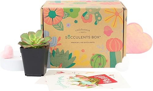 Miniatura 7 de Plantas suculentas vivas prémium (paquete de 23456) totalmente enraizadas en macetas de plástico con tierra, decoración colorida de plantas de