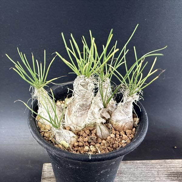 Amazon｜Albuca humilis 多肉植物：アルブカ フミリス S*｜観葉植物
