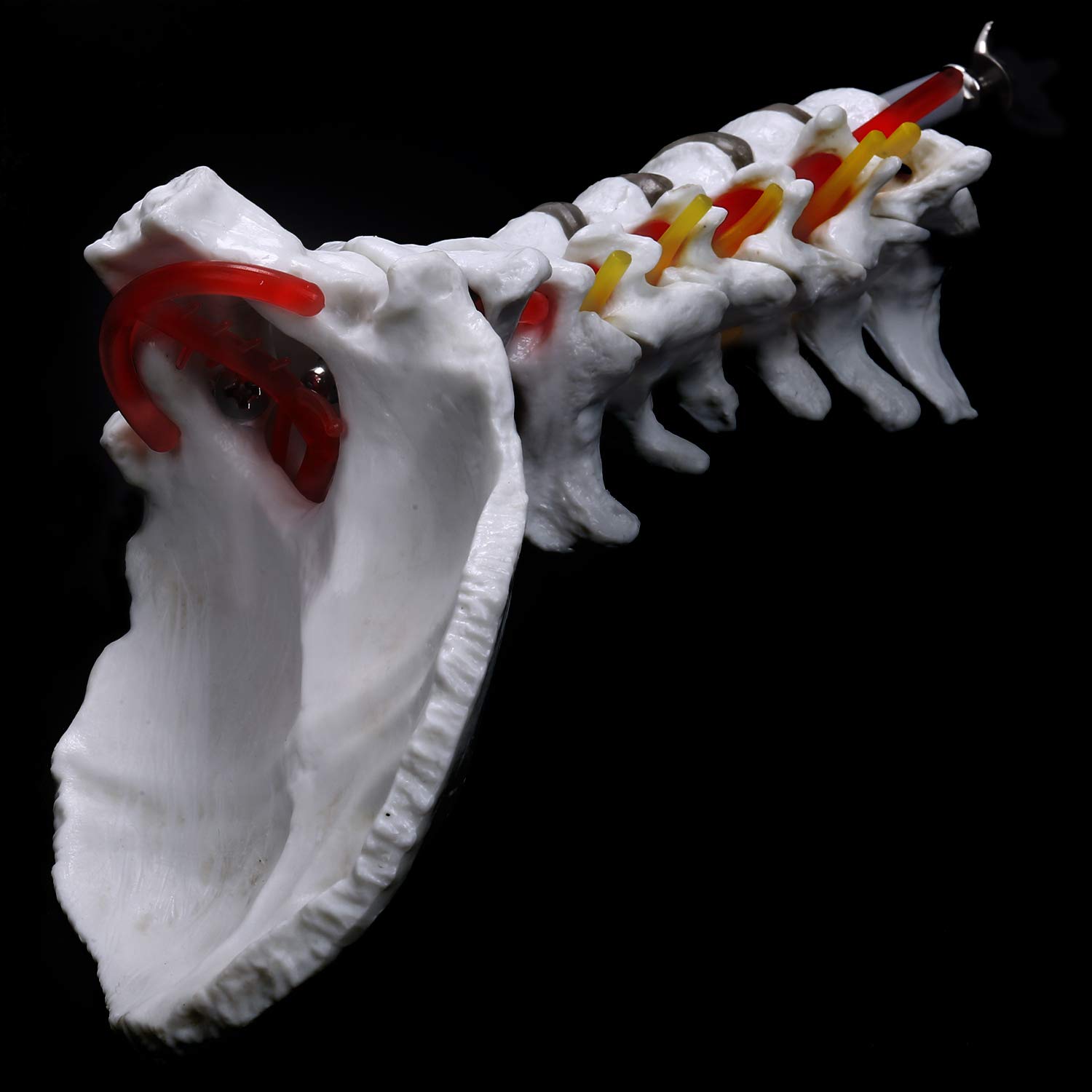 Xiaoxu Modèle Anatomique : vertèbre cervicale, artère, Rachis, nerfs rachidiens. Matériel pédagogique pour l’étude en Classe.