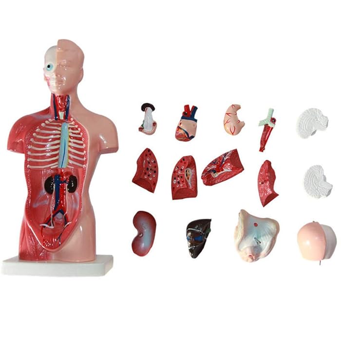 Buy Human Body Anatomical Model 26CM Torso Model Showing 15 Parts of