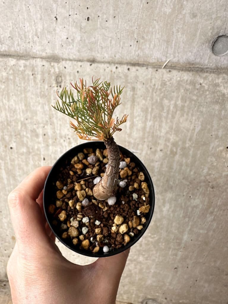 自生山採り/アオダモ/大株【現品発送】管理70396 自生山採り/アオダモ/大株【現品発送】管理70396 自生山採り/アオダモ