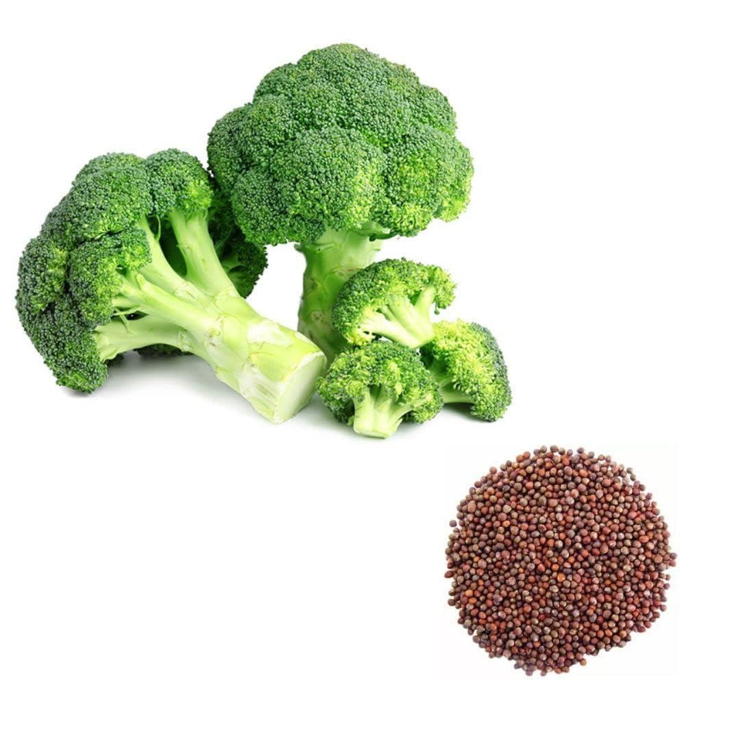 Broccoli seeds, Hybrid fresh vegetable broccoli seeds. (B0D2NRLMR9) Amazon Price History, Amazon Price Tracker