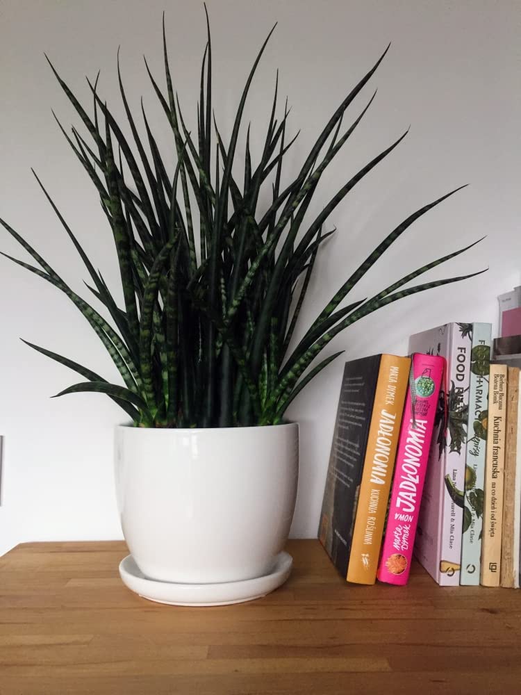 KOTARBAU® Lot de 2 pots de fleurs en céramique pour fleurs et plantes Ø 17 cm avec bac d'égouttement Blanc