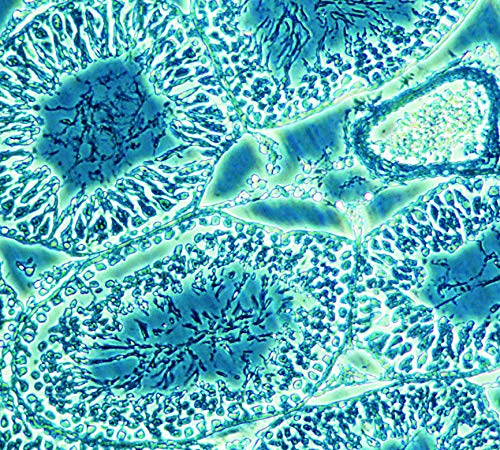 Image of Education Microscope - Motic Panthera S Trinocular