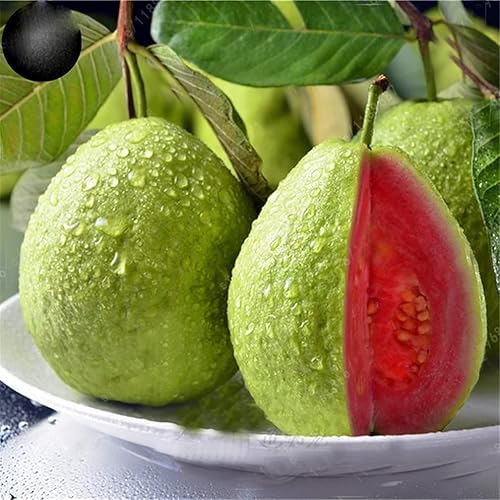 Semillas de frutas para plantar más de 100 semillas de árboles frutales de guayaba