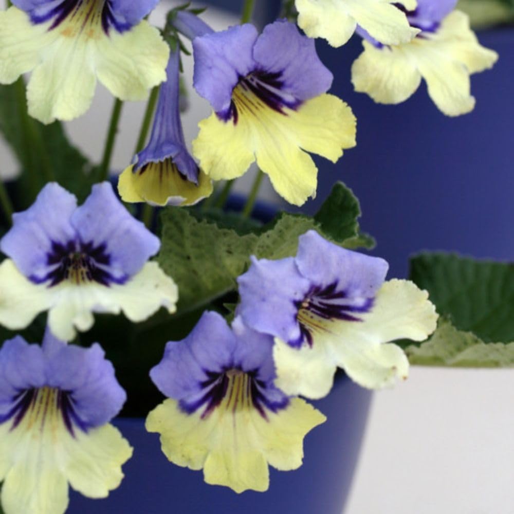 Streptocarpus Harlequin Blue 3 Jumbo Plugs Cape Primrose Indoor Plant T&M