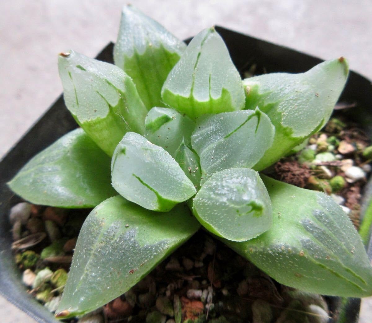 31d ハオルチア　多肉植物　ピグマエアミュータント実生錦　自家繁殖 Amazon.co.jp: * 氷城 ピグマエアミュータント *. ハオルシア