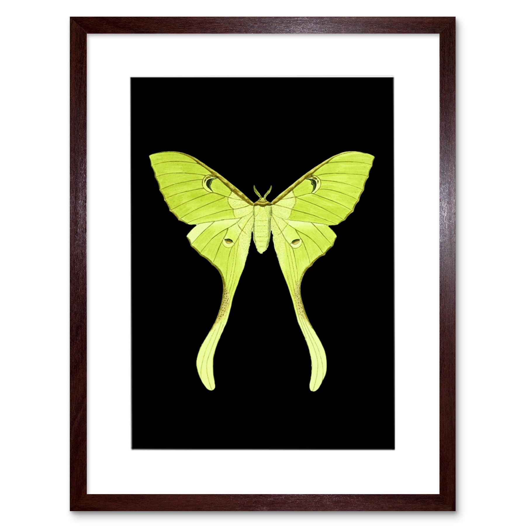 Wee Blue Coo Green Luna Moth Art Print Framed Poster Wall Decor 12x16 inch