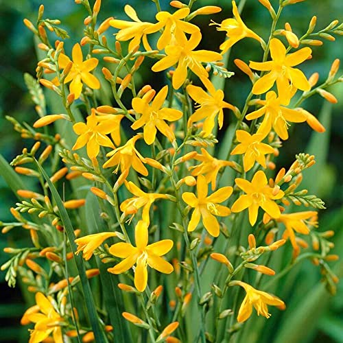 Crocosmia Perennial Summer Flowering Bulbs for Your Beautiful Garden (20 x Crocosmia crocosmiiflora George Davison)