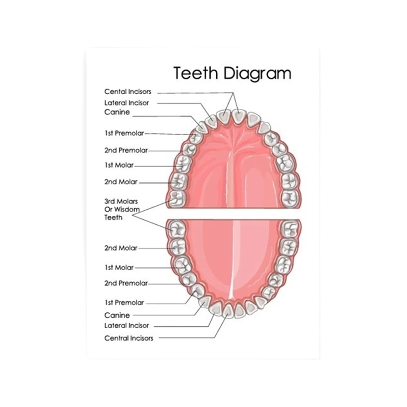Impresiones De Diagrama Dientes Humanos, Arte Pared Clínica Dental, Tabla Educación Médica, Carteles Biología, Pintura En Lienzo, Decoración Oficina Y Médico, 1 Ud(1,70x100cm Canvas)