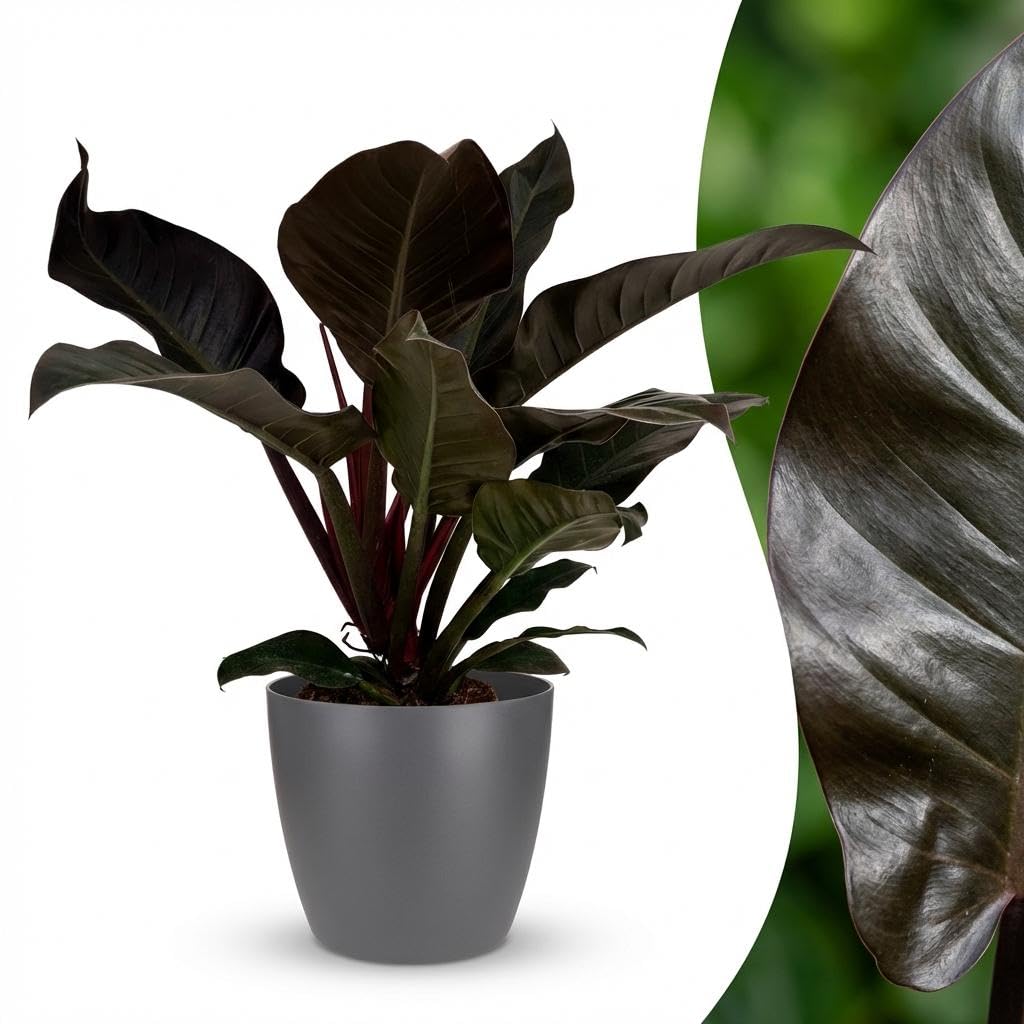 Philodendron Imperial Red Drzewo przyjaciel drzewa, 60 cm, roślina pokojowa z czerwonymi liśćmi w kolorze szarym, Ø 19 cm, błyszczące liście, kompaktowy wzrost, łatwa w pielęgnacji, poprawia powietrze