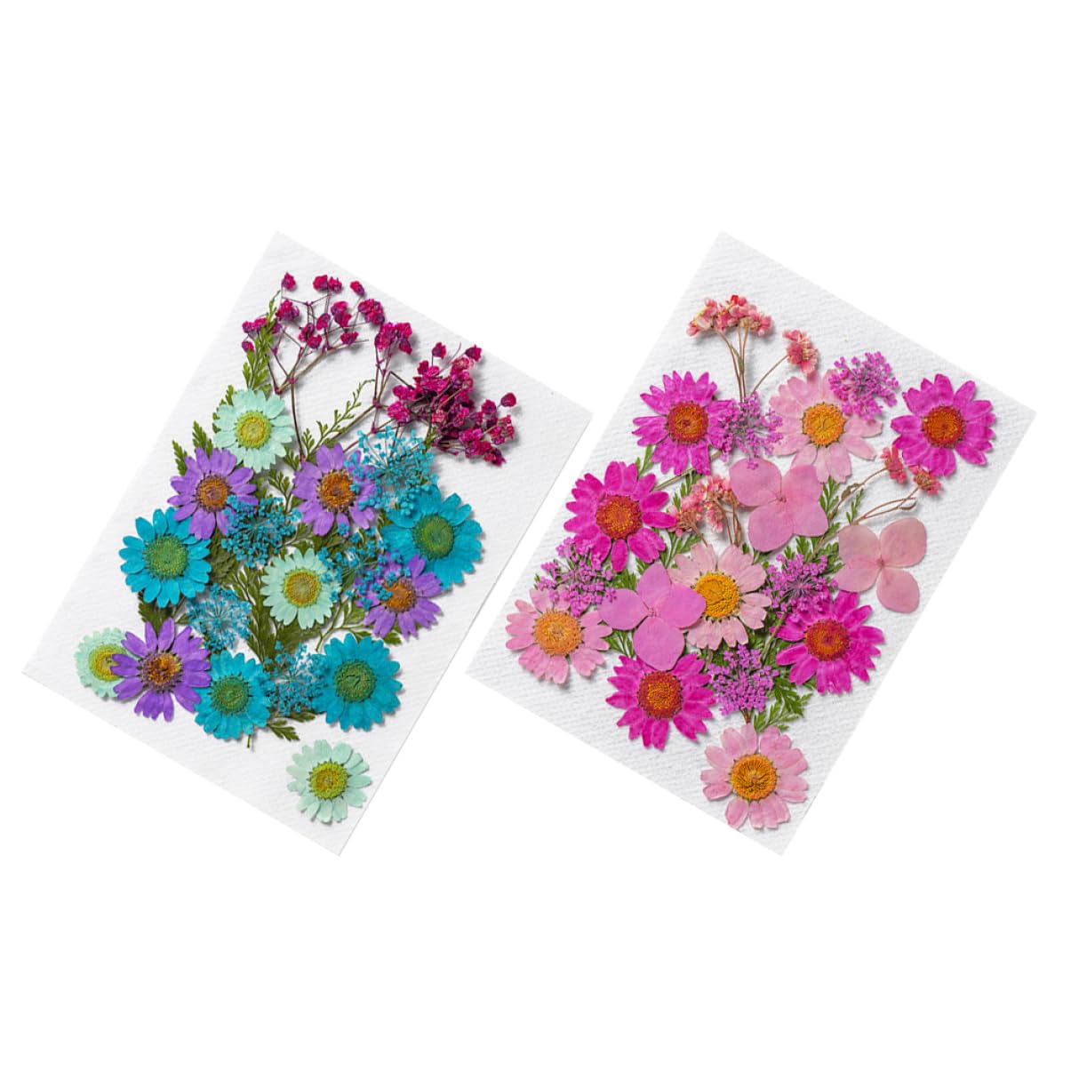 VILLCASE 200pièces Fleurs Séchées Naturelles pour Artisanat Matériaux Décoratifs pour Projets Créatifs Échantillons De Plantes Pressées Accessoires Manuels Décoration Unique Et