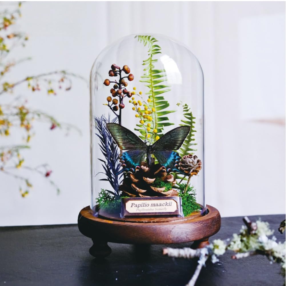 Glass Taxidermy Butterfly Framed Decoration, Butterfly Insects with Plant Specimens in Glass Shadow Box 4.7"x7.5", Ideal for Science Education and Desk Ornament (Leopard Lacewing Butterfly)