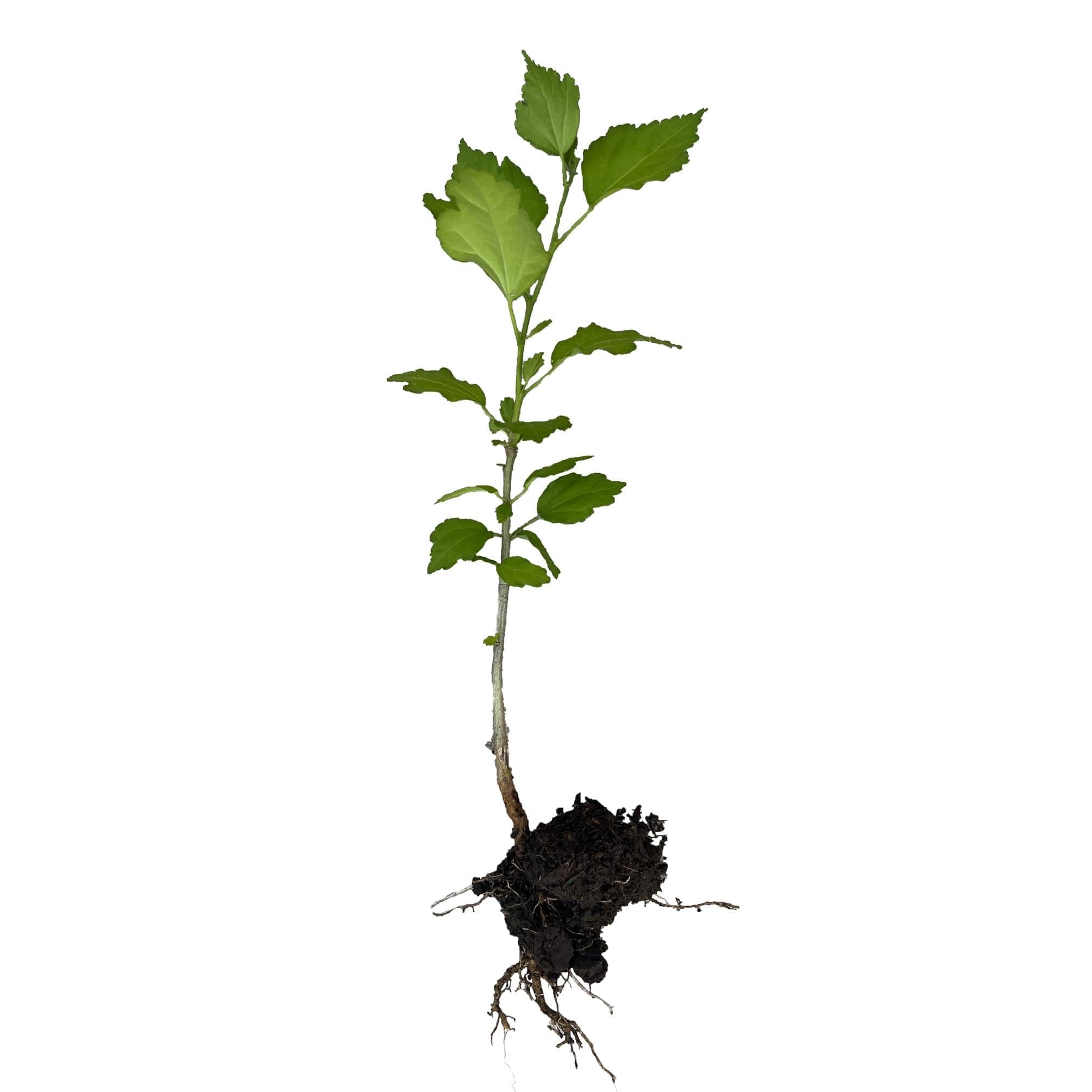 FixtureDisplays Rose of Sharon Hibiscus Organic Live Plant