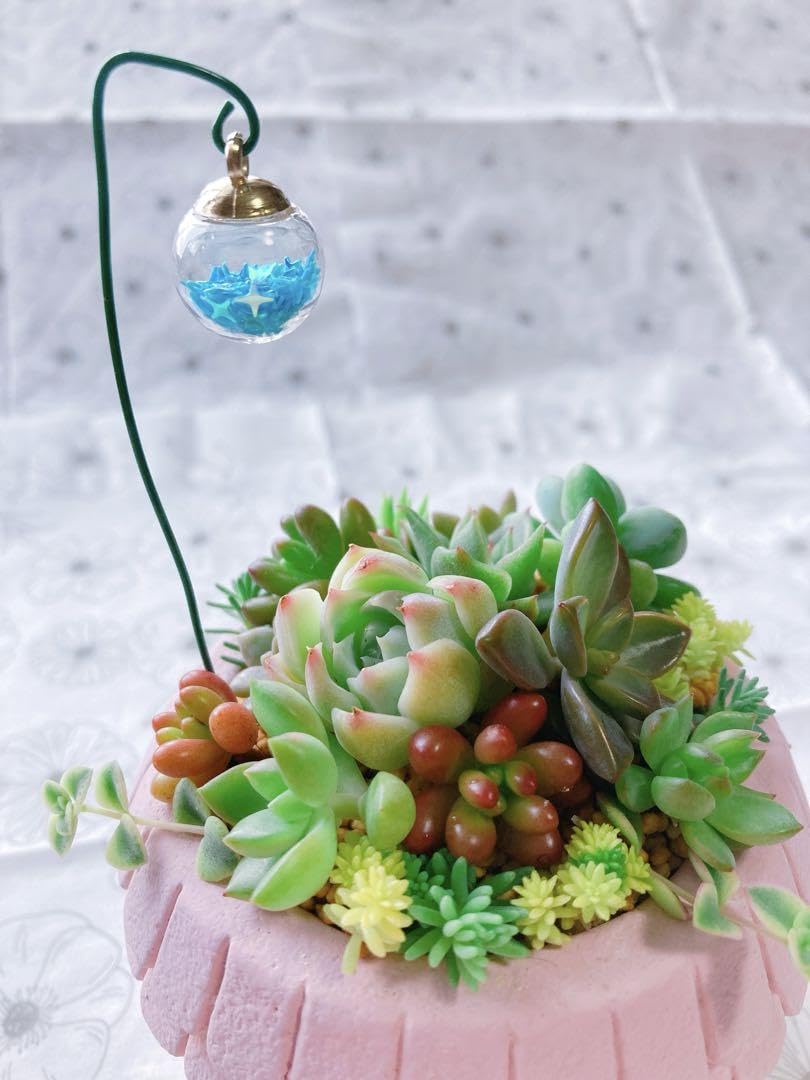 Amazon｜多肉植物 寄せ植え キラキラガーデンピック4本セット