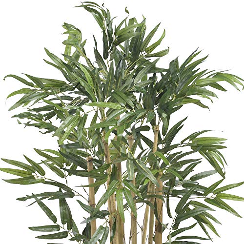 Consejos y comparativas para Comprar Plantas bambú gigante Top cinco. 12 Imagen adicional