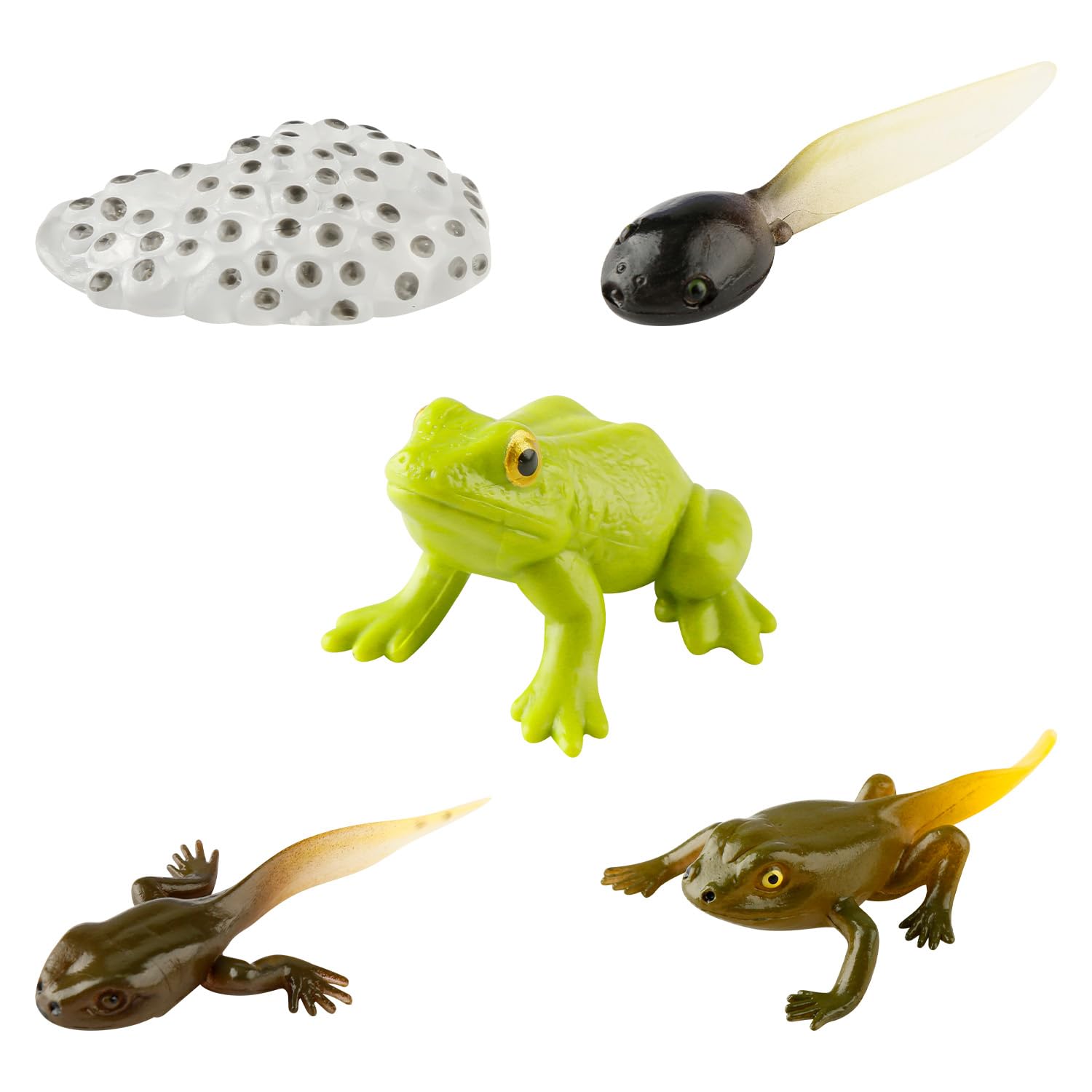 Gaomumu 5PCS Frog Growth Cycle Model, Realistic Animal Life Cycle Figurines, Plastic Teaching Aids for Education, Suitable for Early Education, Kindergarten & Learning Scenes